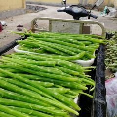 莴苣肉大量上市，腌制厂商 脱水厂商欢迎洽谈
