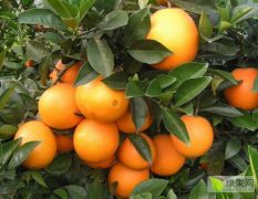 赣南脐橙，自家果园自产自销，全国招代理，一件代发