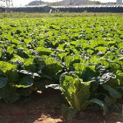 河南扶沟小白菜娃娃菜上市，量大价低
