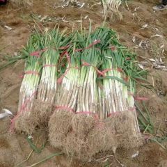 陕西省长白大葱批发