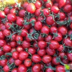 釜山88玲珑柿子供应大量