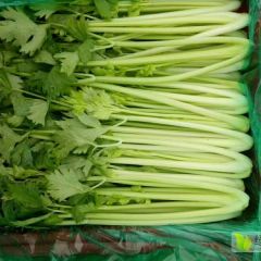 无公害蔬菜生产基地