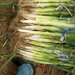 蠡县优质长白基地欢迎您