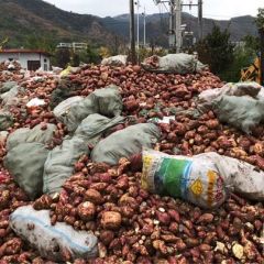 一万亩商薯19 通货0.37-0.4一斤。三两以上0.4-0.45