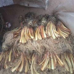 天降大雪，山路湿滑，乡亲们的旱地红皮大葱送不出来