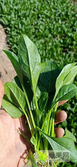 2018年山东惠民黑叶菠菜价格