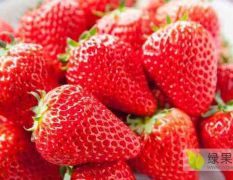 江苏徐州万亩草莓园基地，供应代收代办冬季大棚草莓