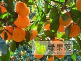 广西桂林兴安南丰蜜桔果皮细腻，鲜亮，货源充足