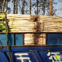 万亩优质长白大葱又名章丘大葱大量上市