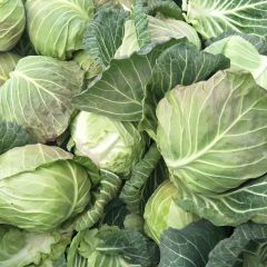 湖北钟祥甘蓝旺旺大量上市