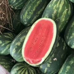 2020缅甸冬西瓜大量供应