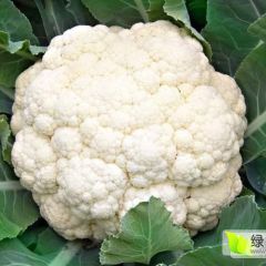 章丘高官孙先生雪玉菜花