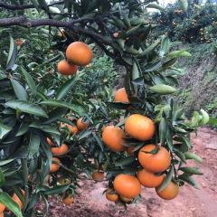 自产自销，10万斤左右，欢迎联系！