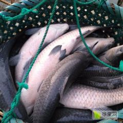 出售优质青鱼，8-15斤