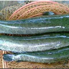 出售黑鱼，1-3斤