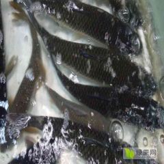 出售草鱼，3-5斤左右