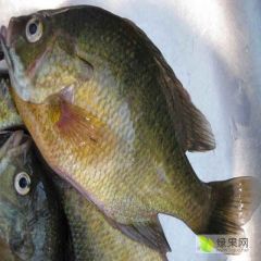 出售太阳鱼，规格2-4两，肉质鲜美无刺