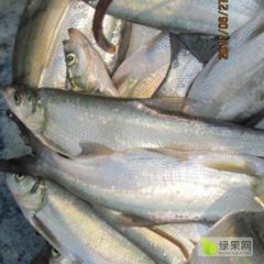 出售翘嘴白鱼，1斤到3斤左右。