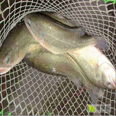 出售加州大口鲈鱼，淡水饲料驯化，肉质紧实味道鲜美
