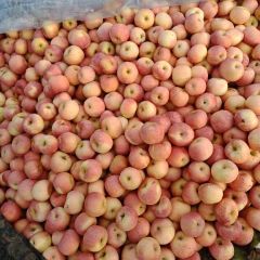 红富士苹果红富士苹果