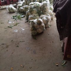 新野常年代办各季节新鲜蔬菜