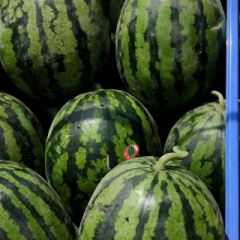 甜王西瓜种子双红518正宗甜王