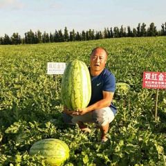 正宗双红金五西瓜种子红瓤金城五特大金城五号