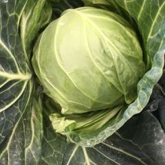 钟祥旺旺甘蓝信誉第一，诚信为本，实力代办