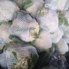 大量供应有机松花菜 价格每斤2.1元 欢迎新老顾客前来洽谈合作