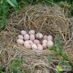 土鸡，土鸡蛋，鸽子蛋