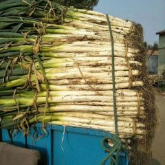 昌邑长白大葱，上货量大，价格不高