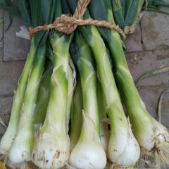 定州大葱，葱头大，葱脖长