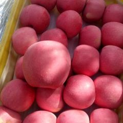 甘肃省天水市秦安县适宜生长苹果生产地