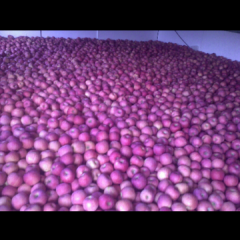 出售大量红富士苹果