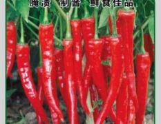红丰九号高产小尖椒制种辣椒种子