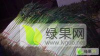河南新野大葱已上市，葱叶紧凑