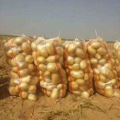 陕北定边县纯沙地库存土豆大量热销中