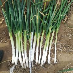 大葱种植基地，优质大葱大量上市
