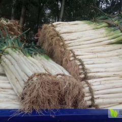 昌邑长白大葱大量上市