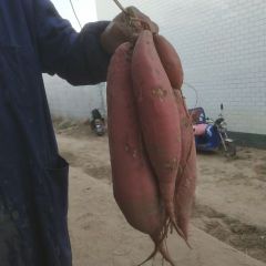 地瓜新鲜农家烟薯25蜜薯山东超甜红心小红薯自种