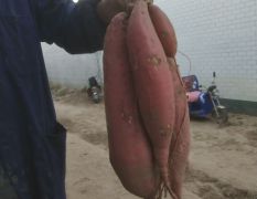 地瓜新鲜农家烟薯25蜜薯山东超甜红心小红薯自种