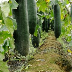 大量黑皮吊瓜出售 价格美丽 品质优秀