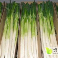 正宗章丘绣惠大葱 自产自销 价格优惠