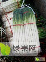 供应：新野大葱 大量铁杆大葱，葱白长约40－45