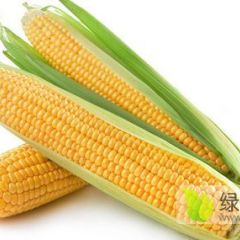 湖南益阳南县大量供应香甜的糯玉米