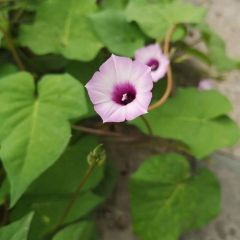 宜城中华洪俊波神农架野生葛根粉