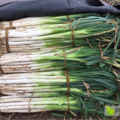 昌邑长白大葱大量上市