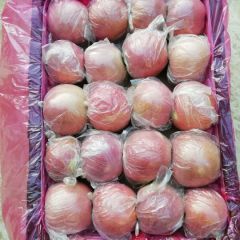 运城临猗坡上膜袋红富士苹果闫家邓敏兵诚信合