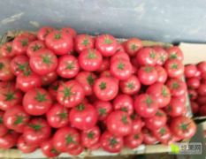 2018高青西红柿 我村大量西红柿已上市