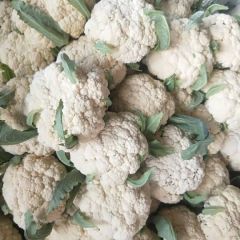 精品有机花菜大量供货中